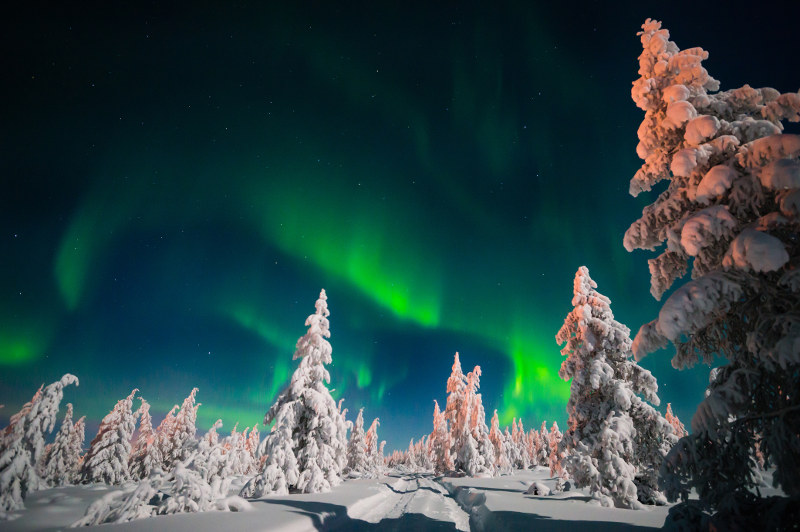 northern lights above snow covered trees