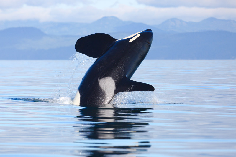 orca jumping out of water