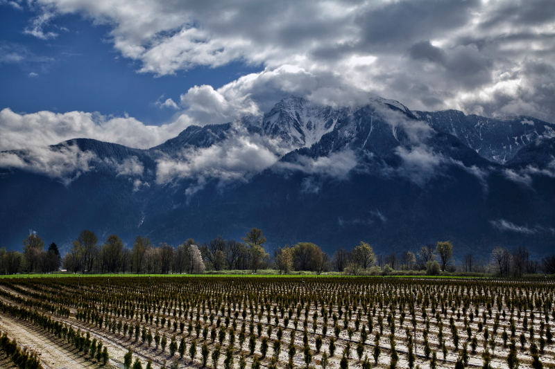 vineyard with snow capped mountains behind