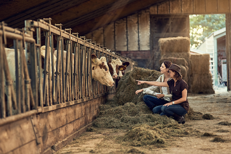 two girls inspect cows on a farm
