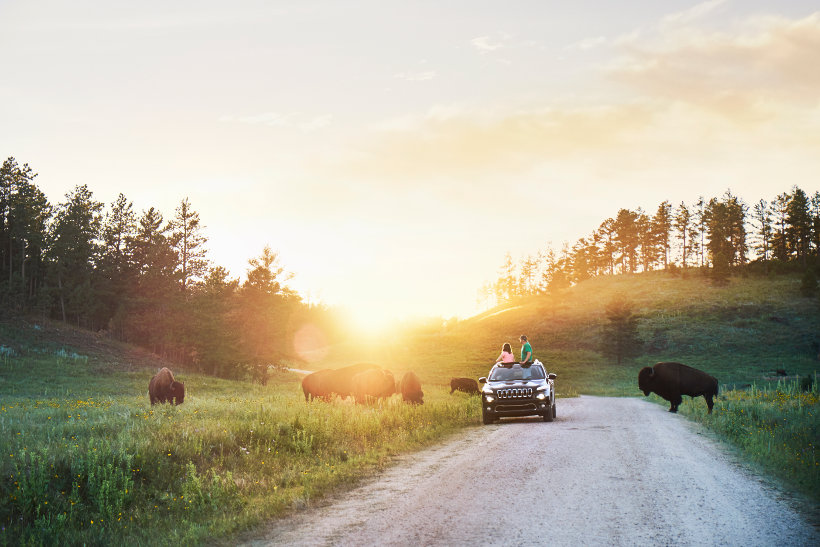 father daughter sitting on car roof watching bison in custer state park usa