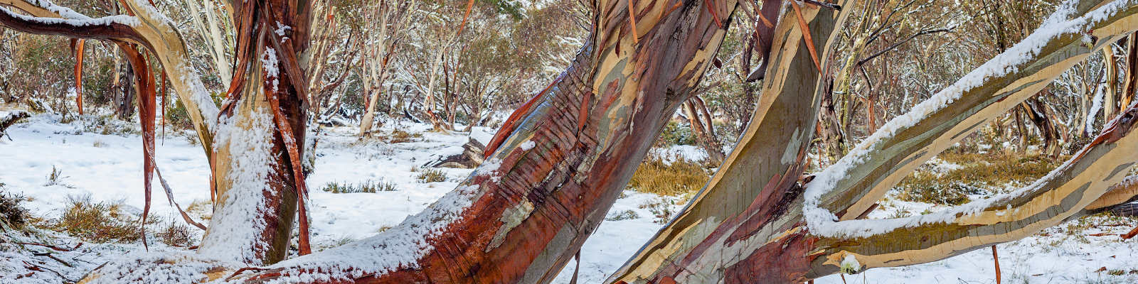 A Winter Guide To The Victorian High Country