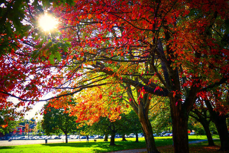 Autumn leaves in park, Vancouver