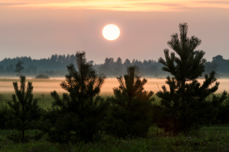 Lahemaa National Park at dusk