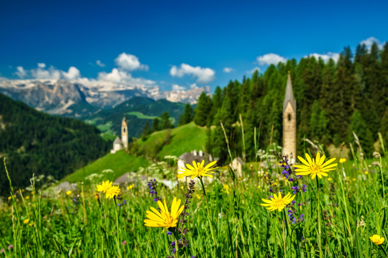 wildflowers on alpine hillside