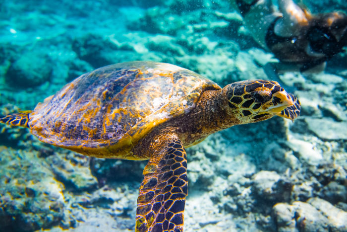 sea turtle in water off gili islands indonesia