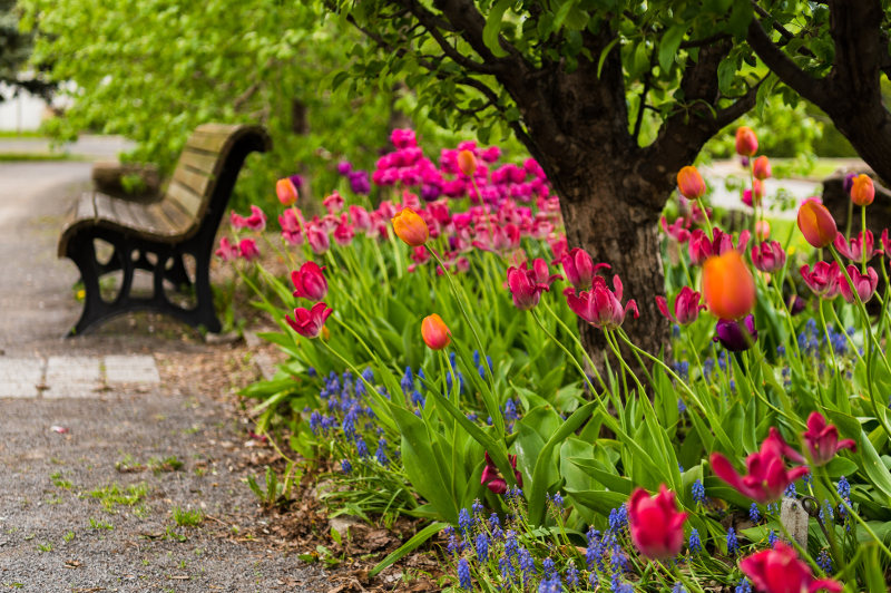 Tulips in Montreal, Canada
