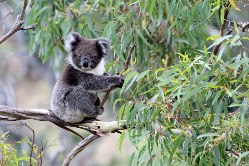 koala in a tree