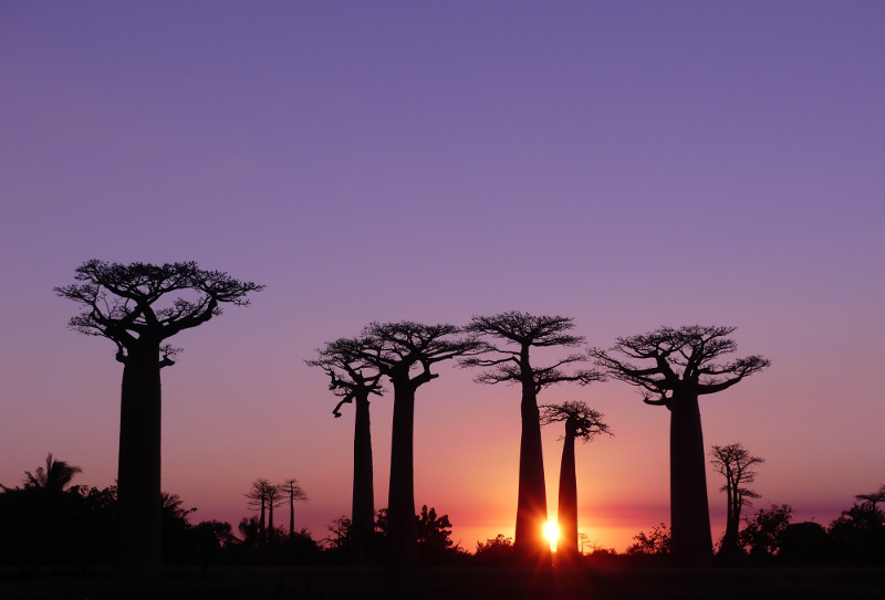The famous Avenue of Baobabs is a sight to behold in Madagascar.