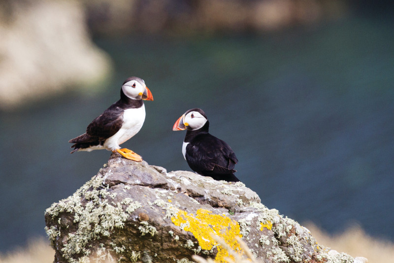Puffins, Wales coastline