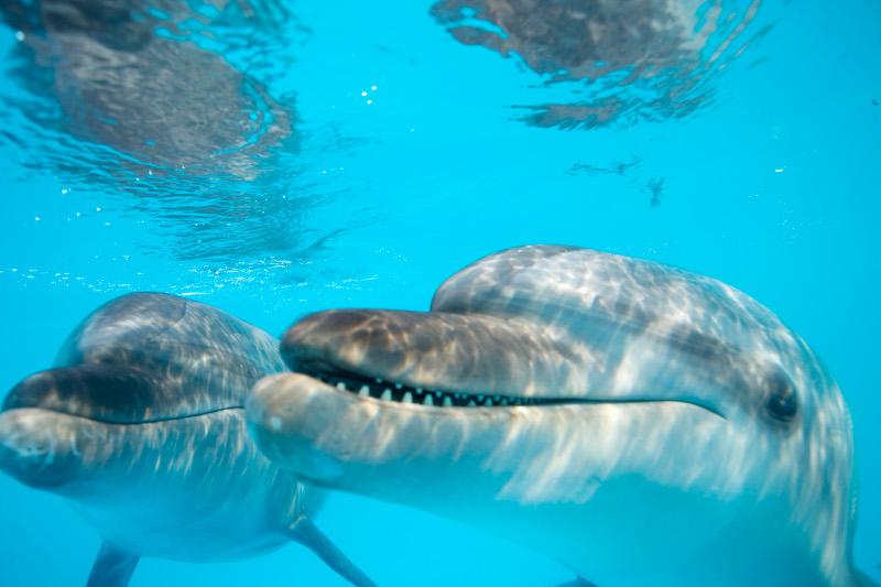 dolphins underwater