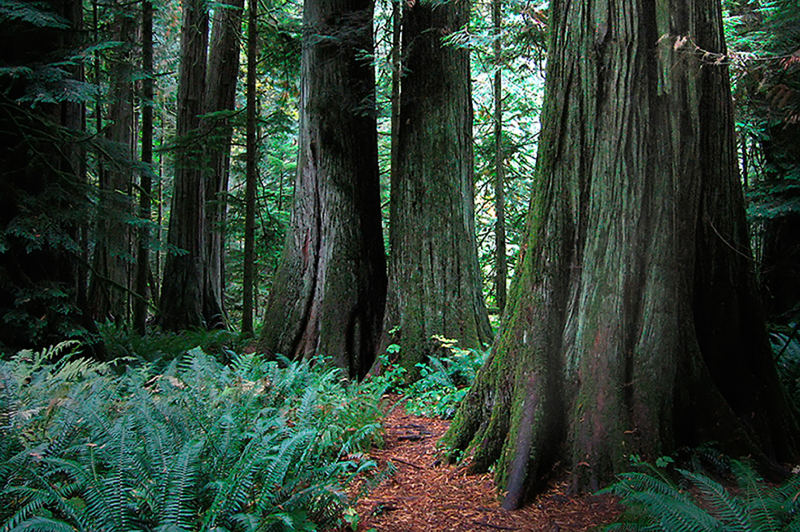 Douglas Fir trees in Cathedral Grove, Vancouver Island Canada