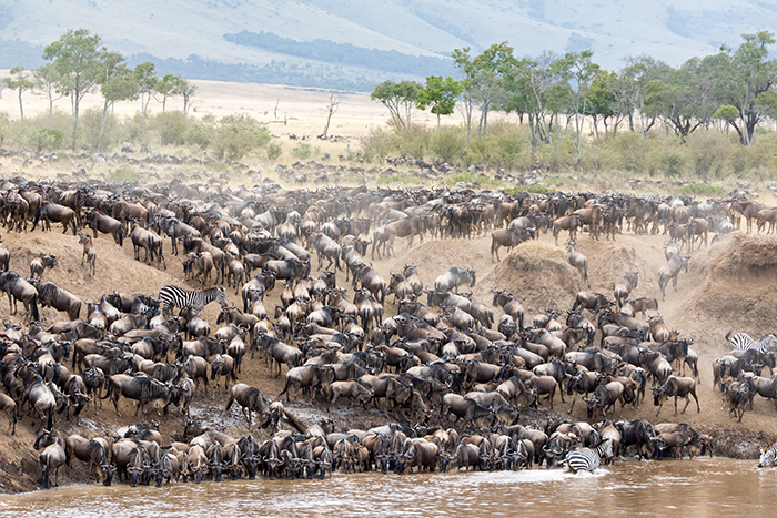 wildebeest migration serengeti