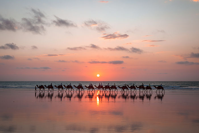 camels on cable beach at sunset broome western australia