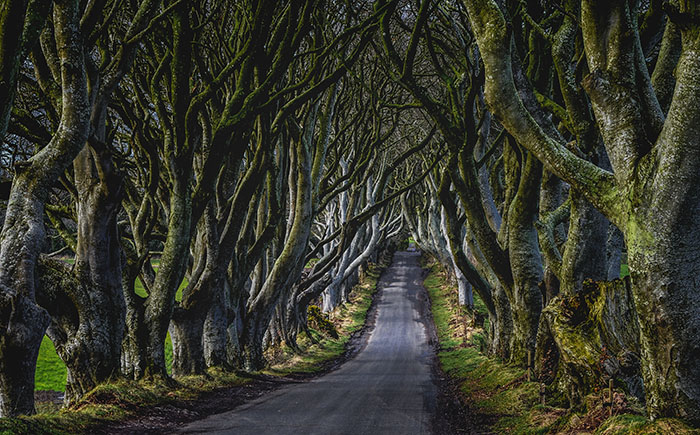 the dark hedges or the kindsroad from game of thrones northern ireland