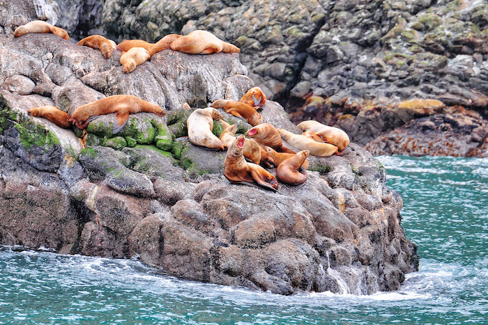A colony of sea lions on a rock in Seward, seen from a luxury cruise