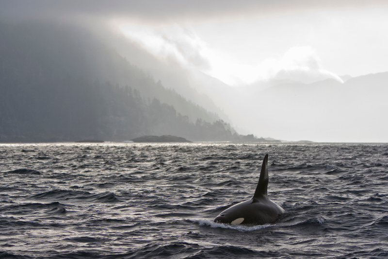 Orca off Haida Gwaii archipelago, British Columbia, Canada