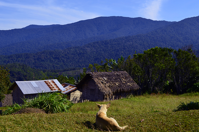 Dog in Kokoda village, PNG