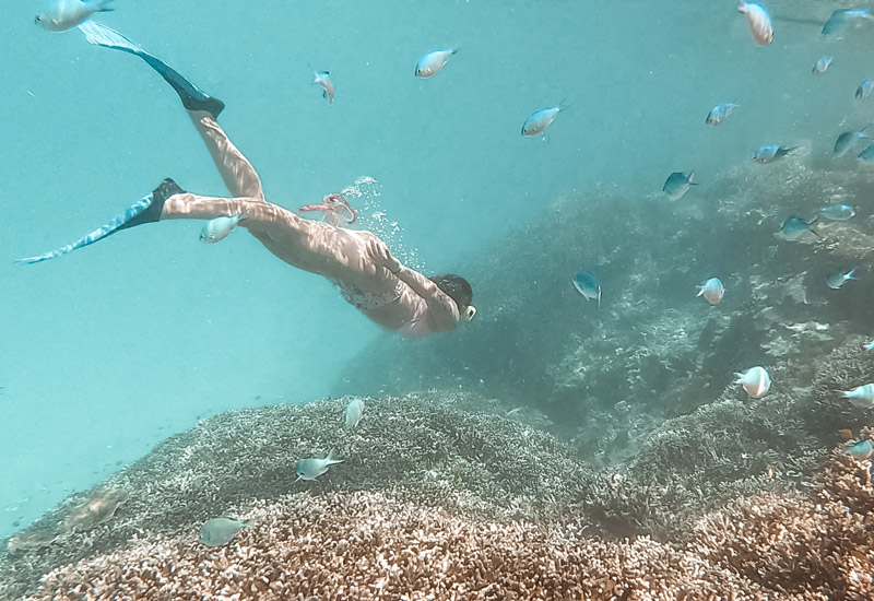 snorkelling great barrier reef