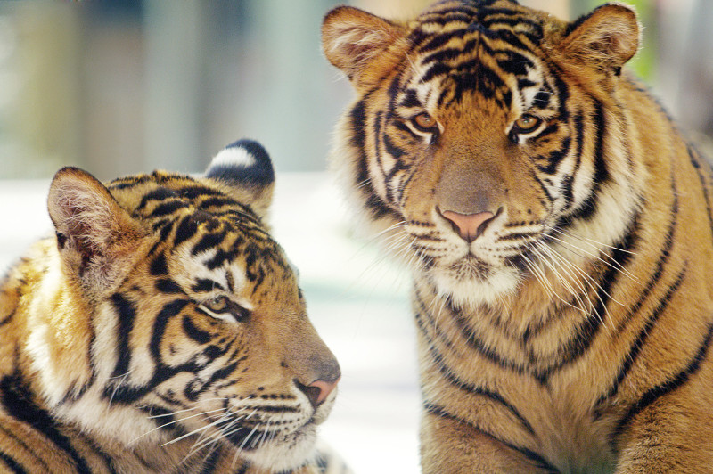 Two tigers from Tiger Club Kindy at Dreamworld.