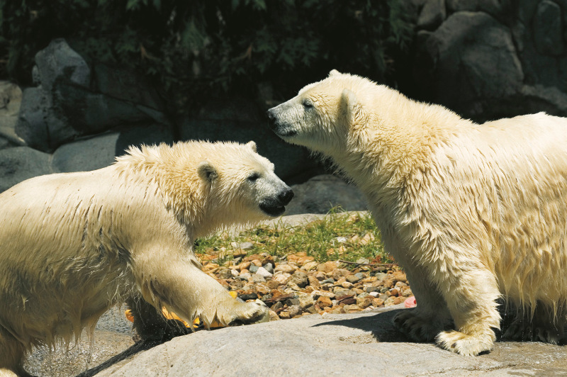 Twin polar bear cubs frolic in the sun at Seaworld on the Gold Coast.