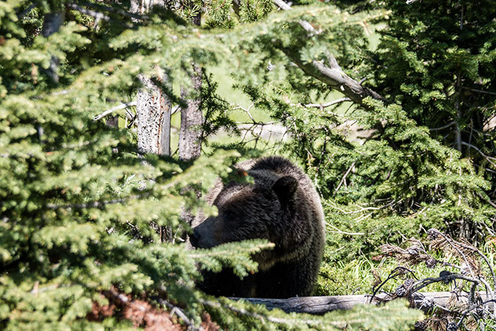 Grizzly bear in Yellowstone National Park