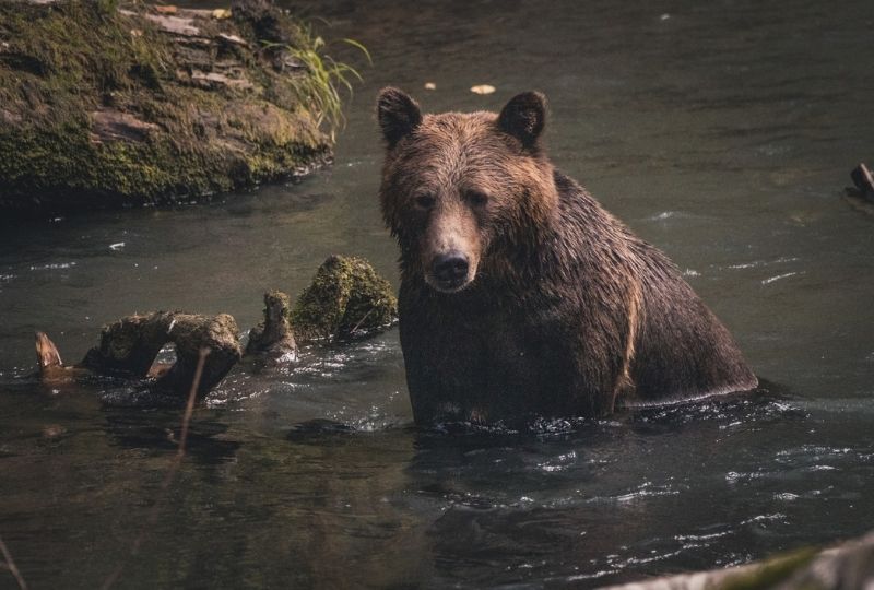 Image of a Grizzly Bear sitting in water