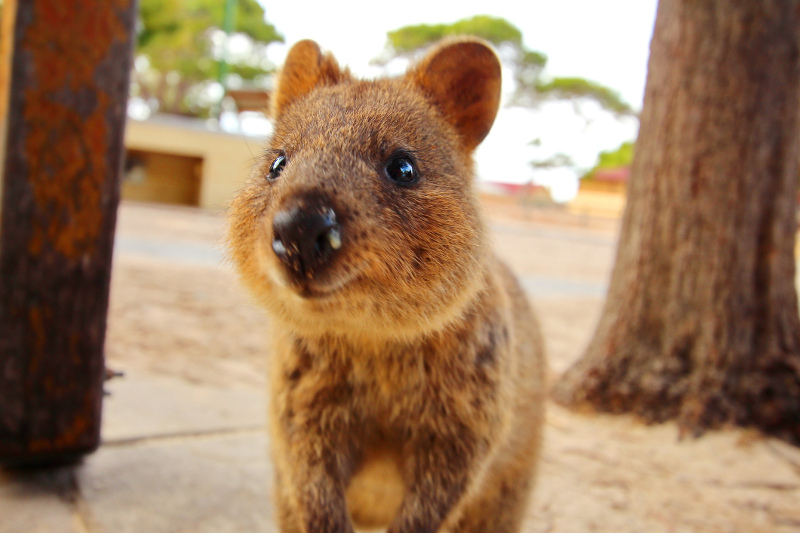 A quokka.