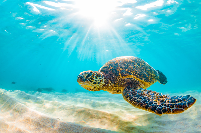 A Hawaiian sea turtle swimming in the water