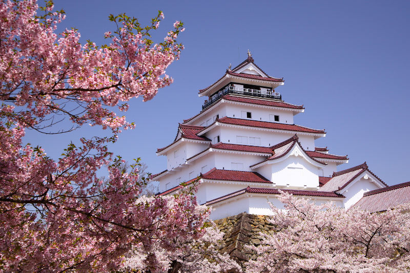 Cherry blossoms frame Himeji Castle in Japan.