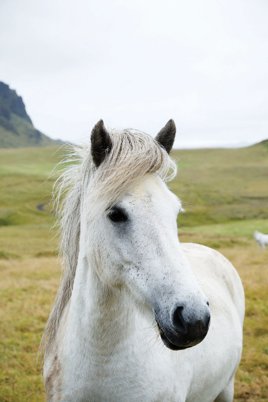 white icelandic horse