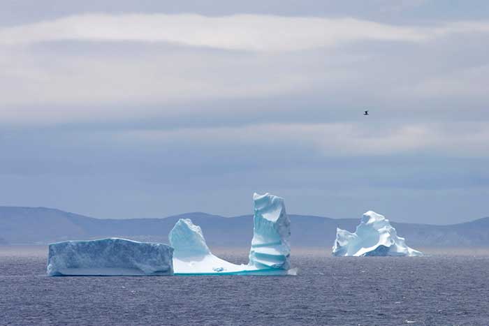ice berg alley