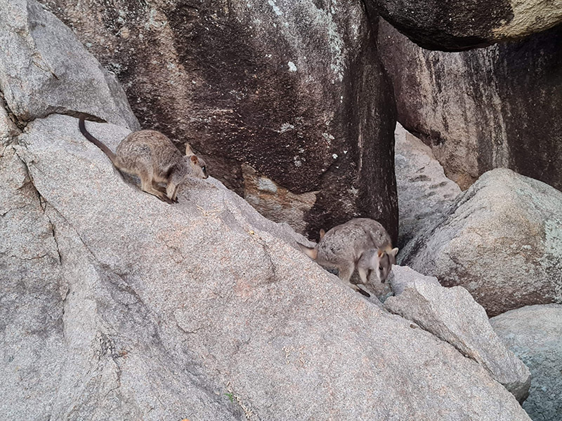 Rock wallabies on magnetic island