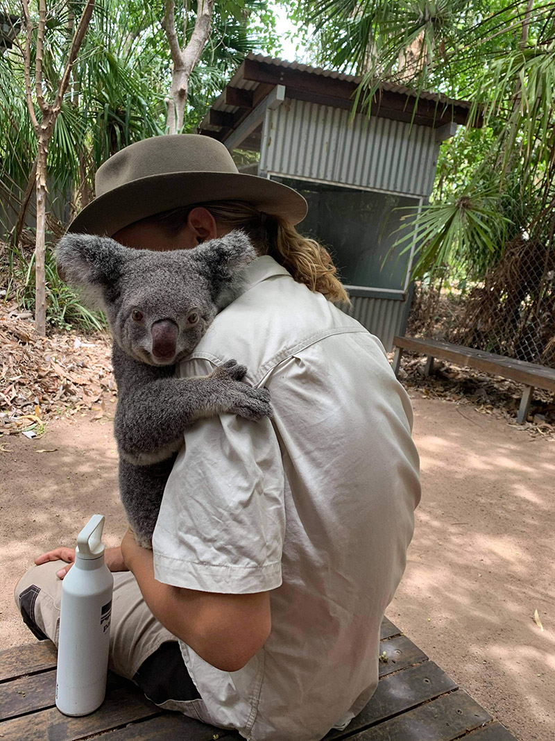 koala magnetic island