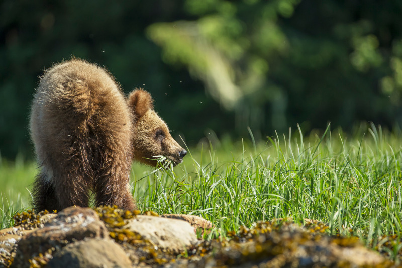 A young grizzly bear just outside Prince Rupert. Image: Getty