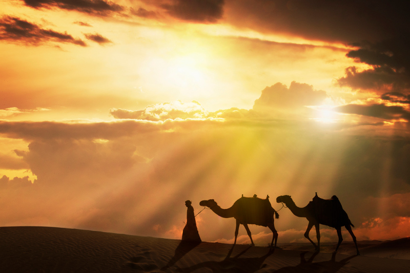 A man leading camels in the Arabian desert.