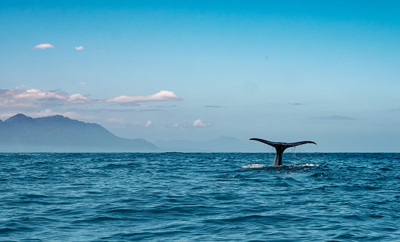 whale tail coming out of ocean in kaikoura
