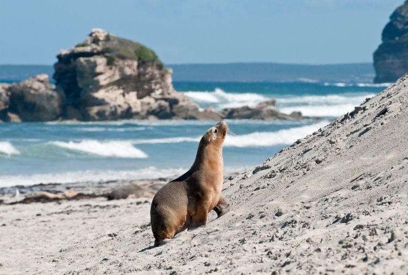 Image of Seal Bay, Kangaroo Island 