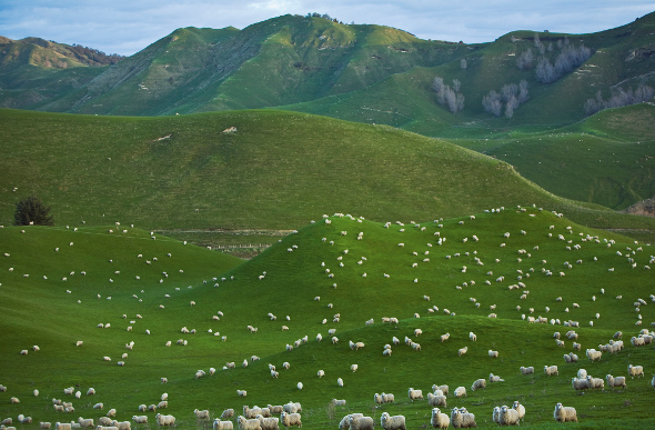 Sheep dot a New Zealand hillside.