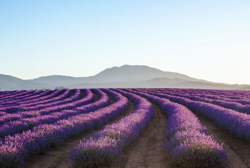 Image of lavender fields in Launceston, Tasmania