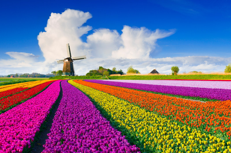 tulip fields in Holland
