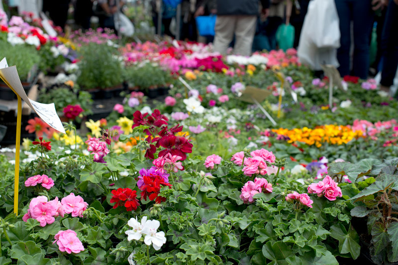Geraniums for sale at Columbia Road Flower Market