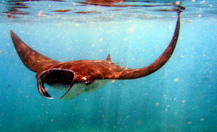 manta ray bali