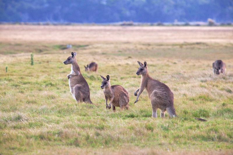 Forester kangaroos