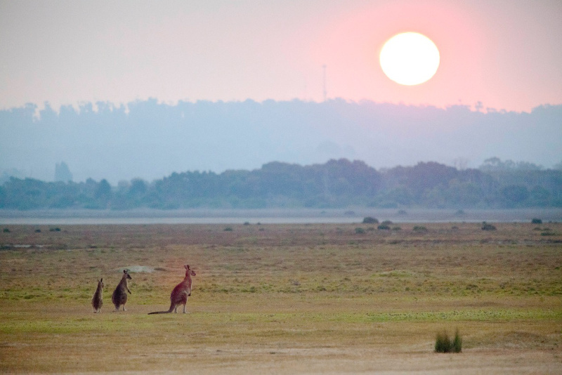 Forester kangaroos on the Rubicon River floodplains.