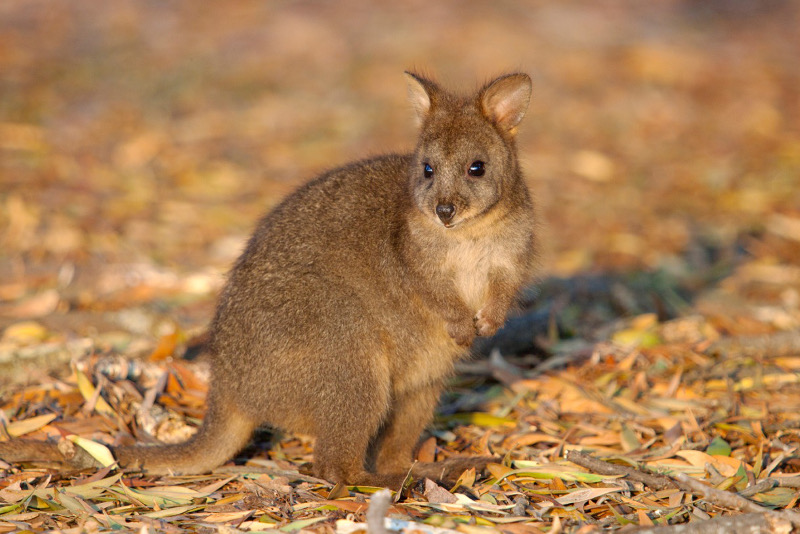 A juvenile pademelon, Tasmania