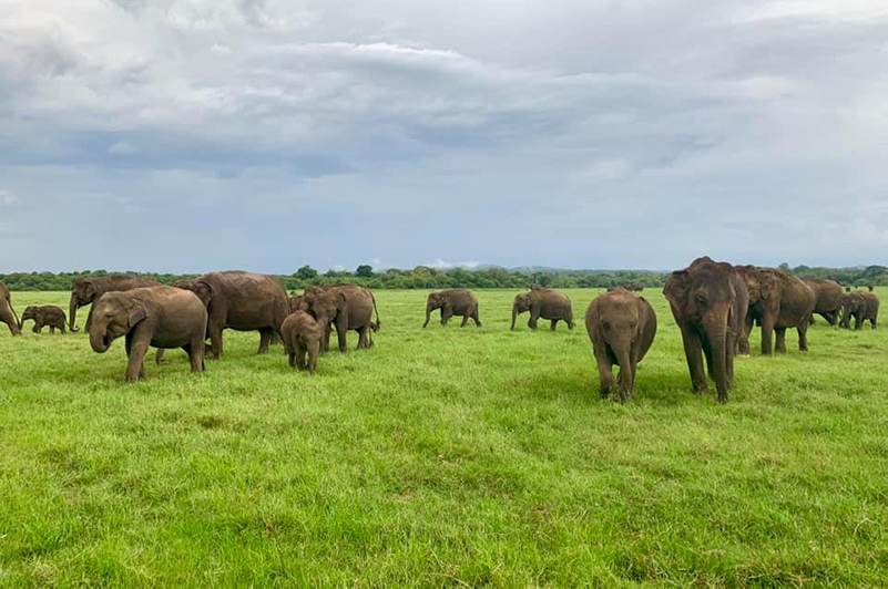 Asian elephants in the wild within Minnieyra National Park