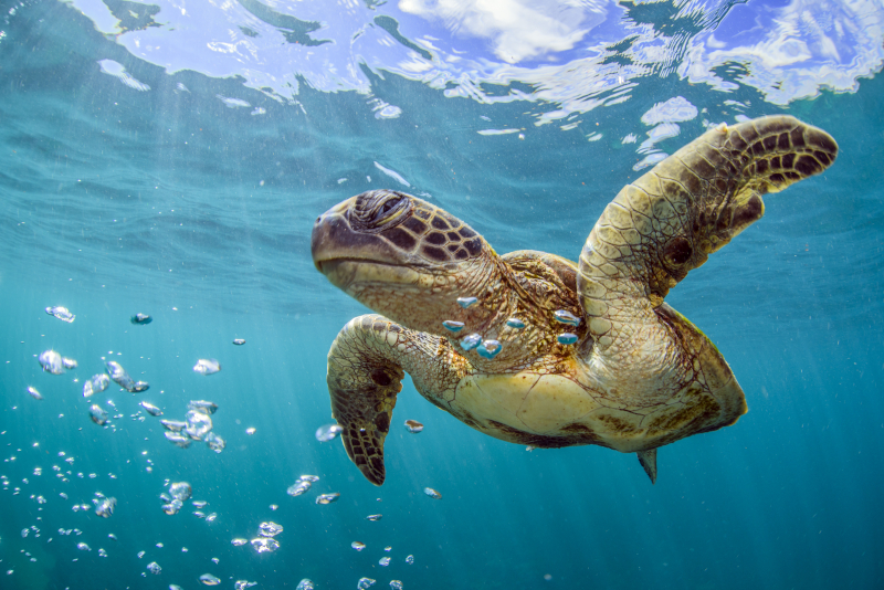 Turtle swimming in sea