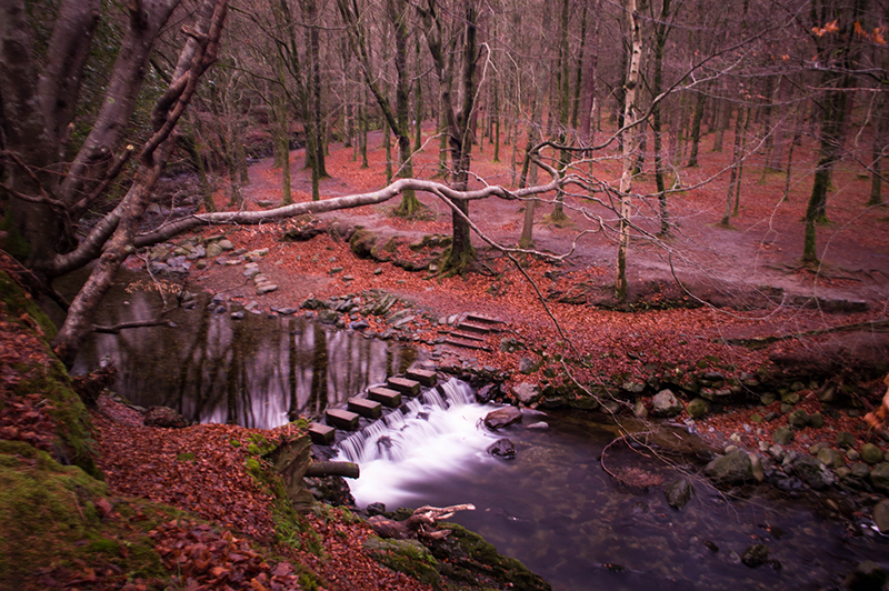Trollymore Forest Park in Northern Ireland