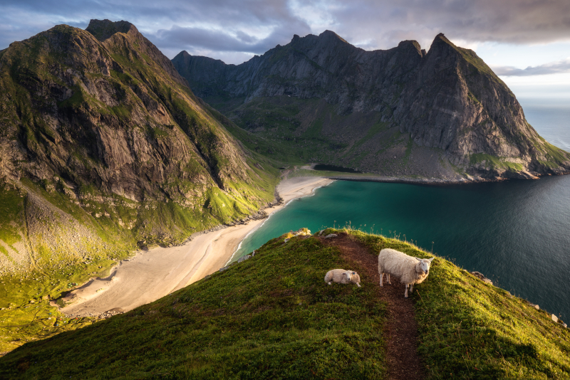 Fjords of Norway with two sheep eating the green grass